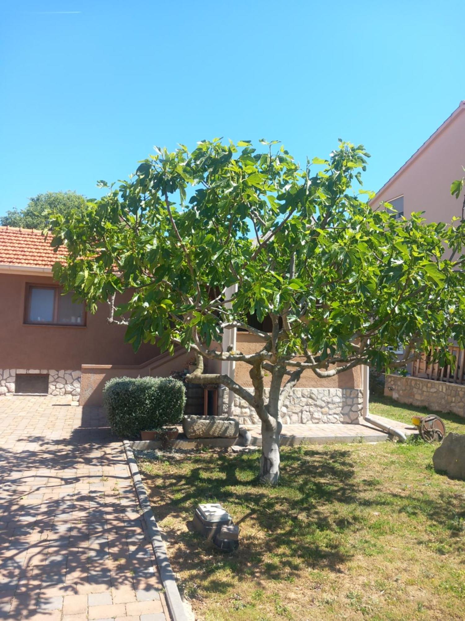 Apartmani Goga Weißenburg Exterior foto